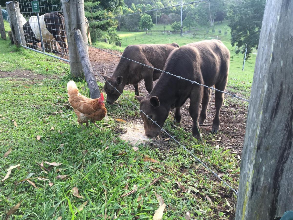 The Croft Bed And Breakfast Murwillumbah Buitenkant foto