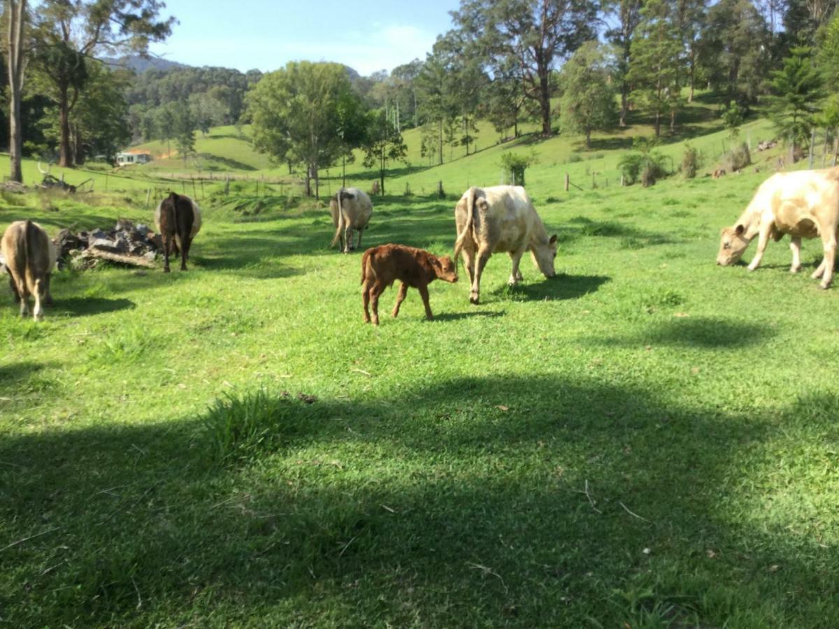 The Croft Bed And Breakfast Murwillumbah Buitenkant foto